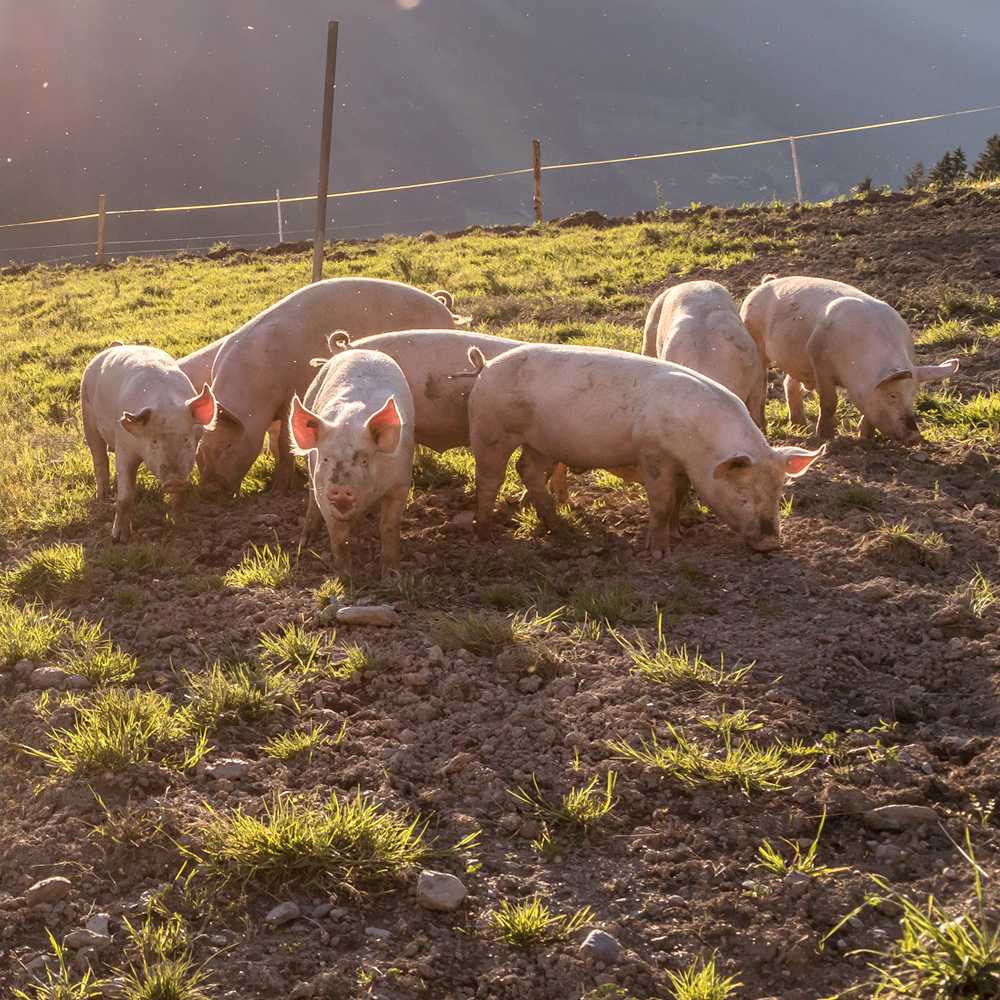 Raising animals humanely is core to our mission Changing The Meat We Eat®
